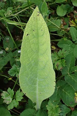 Symphytum caucasicum \ Kaukasus-Beinwell / Caucasian Comfrey, Blue Comfrey, D Ulm 25.5.2025