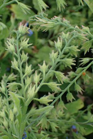 Symphytum caucasicum \ Kaukasus-Beinwell / Caucasian Comfrey, Blue Comfrey, D Ulm 25.5.2025