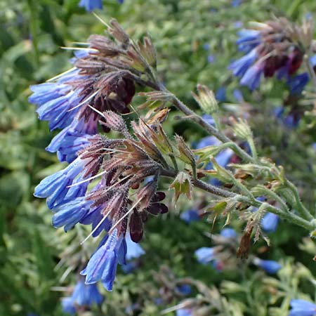 Symphytum caucasicum \ Kaukasus-Beinwell / Caucasian Comfrey, Blue Comfrey, D Botan. Gar.  Universit.  Ulm 26.5.2025