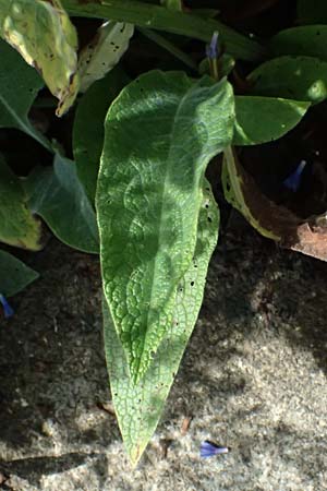 Symphytum caucasicum \ Kaukasus-Beinwell / Caucasian Comfrey, Blue Comfrey, D Botan. Gar.  Universit.  Ulm 26.5.2025