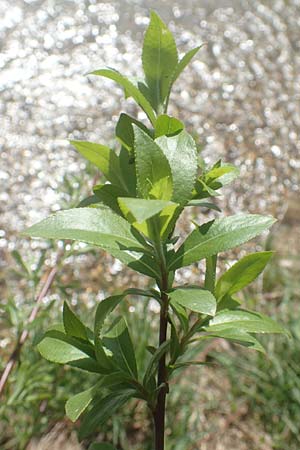 Salix daphnoides \ Reif-Weide / European Violet Willow, D Leutkirch 7.5.2016