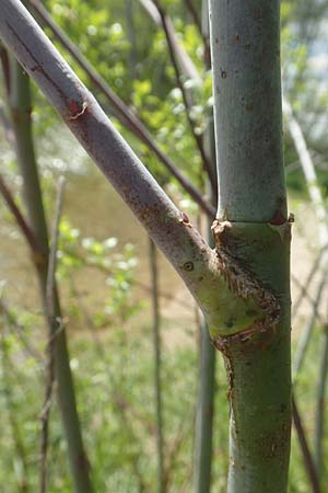 Salix daphnoides \ Reif-Weide / European Violet Willow, D Leutkirch 7.5.2016