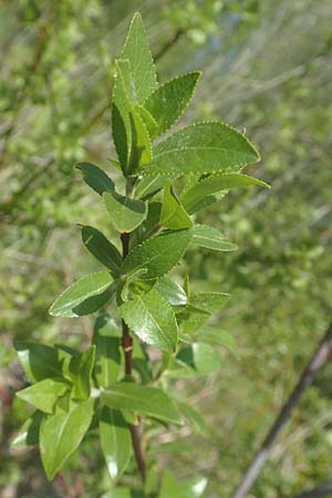 Salix daphnoides \ Reif-Weide / European Violet Willow, D Leutkirch 7.5.2016