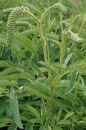 Sanguisorba dodecandra \ Bergamasker Wiesenknopf / Italian Burnet, D Botan. Gar.  Universit.  T&uuml;bingen 17.6.2017
