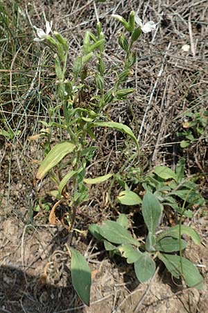 Silene dichotoma \ Gabel-Leimkraut / Forked Catchfly, D Freiburg-Tiengen 22.7.2017