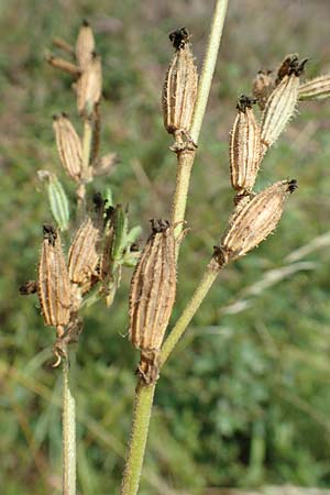 Silene dichotoma \ Gabel-Leimkraut / Forked Catchfly, D Freiburg-Tiengen 22.7.2017