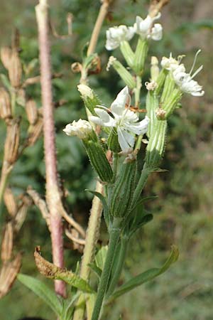 Silene dichotoma \ Gabel-Leimkraut / Forked Catchfly, D Freiburg-Tiengen 22.7.2017