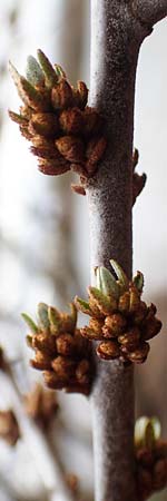 Hippophae rhamnoides \ Sanddorn / Sea Buckthorn, D Mannheim 16.3.2019