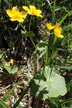 Caltha palustris, Sumpf-Dotterblume
