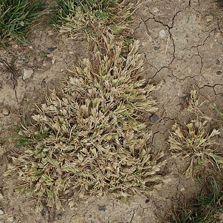 Sclerochloa dura \ Gew&ouml;hnliches Hartgras / Common Hardgrass, Fairground Grass, D Gr&uuml;nstadt-Asselheim 14.5.2020