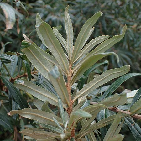 Hippophae rhamnoides \ Sanddorn / Sea Buckthorn, D Hohwacht 13.9.2021