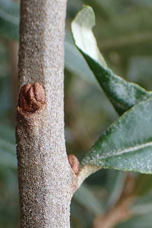 Hippophae rhamnoides \ Sanddorn / Sea Buckthorn, D Hohwacht 13.9.2021
