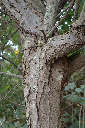 Hippophae rhamnoides \ Sanddorn / Sea Buckthorn, D Hohwacht 13.9.2021