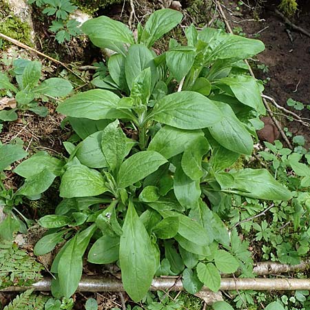 Silene dioica \ Rote Lichtnelke / Red Campion, D Mudau 23.4.2023