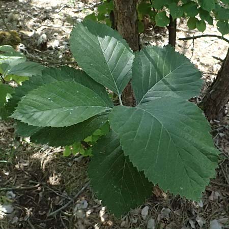 Sorbus dubronensis \ Tauber-Mehlbeere / Tauber Whitebeam, D Eiersheim 31.5.2025