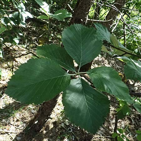 Sorbus dubronensis \ Tauber-Mehlbeere / Tauber Whitebeam, D Eiersheim 31.5.2025