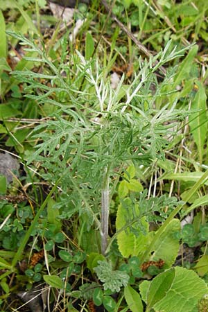 Senecio erucifolius \ Raukenbl�ttriges Greiskraut / Hoary Ragwort, D Gerolzhofen-Sulzheim 9.5.2015