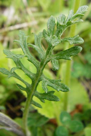 Senecio erucifolius \ Raukenbl�ttriges Greiskraut / Hoary Ragwort, D Gerolzhofen-Sulzheim 9.5.2015