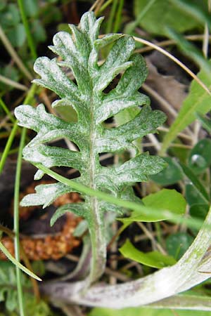 Senecio erucifolius \ Raukenbl�ttriges Greiskraut / Hoary Ragwort, D Gerolzhofen-Sulzheim 9.5.2015