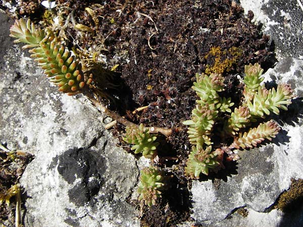 Sedum sexangulare \ Milder Mauerpfeffer / Tasteless Stonecrop, D Fridingen 3.6.2015