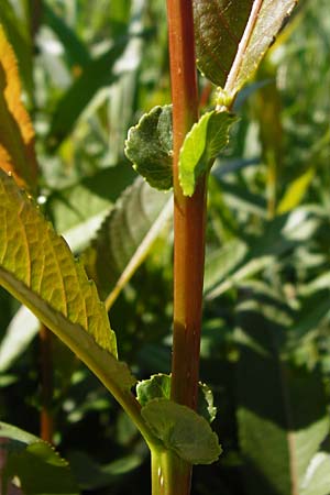 Salix triandra \ Mandel-Weide / Almond Willow, D Dieburg 17.6.2015