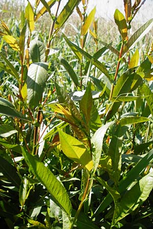 Salix triandra \ Mandel-Weide / Almond Willow, D Dieburg 17.6.2015