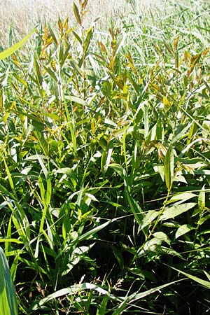 Salix triandra \ Mandel-Weide / Almond Willow, D Dieburg 17.6.2015