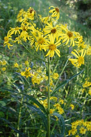 Senecio paludosus \ Sumpf-Greiskraut / Fen Ragwort, D Gro&szlig;-Gerau 25.6.2015