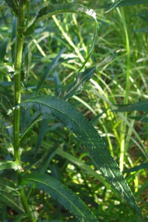 Senecio paludosus \ Sumpf-Greiskraut / Fen Ragwort, D Gro&szlig;-Gerau 25.6.2015