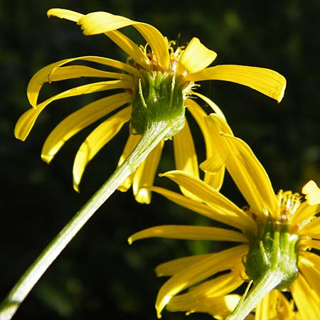Senecio paludosus \ Sumpf-Greiskraut / Fen Ragwort, D Gro&szlig;-Gerau 25.6.2015
