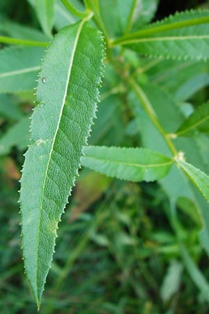 Senecio hercynicus x ovatus \ Greiskraut-Hybride / Hybrid Woundwort, D Schwarzwald/Black-Forest, Hornisgrinde 5.8.2015