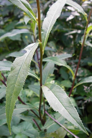 Senecio hercynicus x ovatus \ Greiskraut-Hybride / Hybrid Woundwort, D Schwarzwald/Black-Forest, Hornisgrinde 5.8.2015