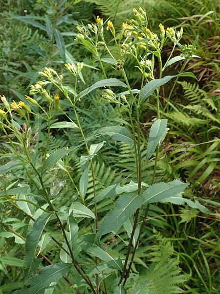 Senecio hercynicus x ovatus \ Greiskraut-Hybride / Hybrid Woundwort, D Schwarzwald/Black-Forest, Hornisgrinde 5.8.2015