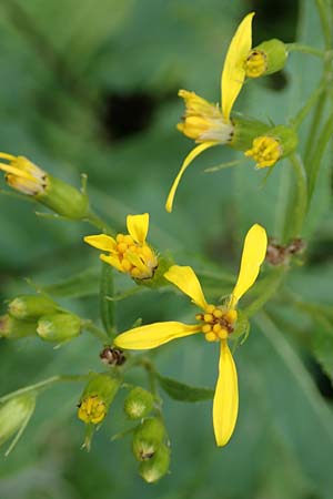 Senecio hercynicus x ovatus \ Greiskraut-Hybride / Hybrid Woundwort, D Schwarzwald/Black-Forest, Hornisgrinde 5.8.2015