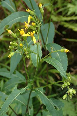 Senecio hercynicus x ovatus \ Greiskraut-Hybride / Hybrid Woundwort, D Schwarzwald/Black-Forest, Hornisgrinde 5.8.2015