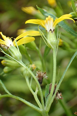 Senecio hercynicus x ovatus \ Greiskraut-Hybride / Hybrid Woundwort, D Schwarzwald/Black-Forest, Hornisgrinde 5.8.2015