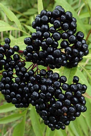 Sambucus ebulus \ Zwerg-Holunder, Attich / Dwarf Elder, D Mosbach-Reichenbuch 8.9.2015