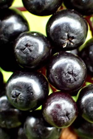 Sambucus ebulus \ Zwerg-Holunder, Attich / Dwarf Elder, D Mosbach-Reichenbuch 8.9.2015