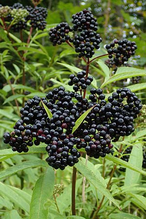Sambucus ebulus \ Zwerg-Holunder, Attich / Dwarf Elder, D Mosbach-Reichenbuch 8.9.2015