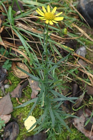 Senecio inaequidens \ Schmalbl&auml;ttriges Greiskraut / Narrow-Leaved Ragwort, D Mannheim 7.11.2015