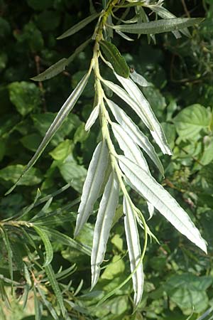 Salix elaeagnos \ Lavendel-Weide / Olive Willow, D G&uuml;nzburg 28.6.2016