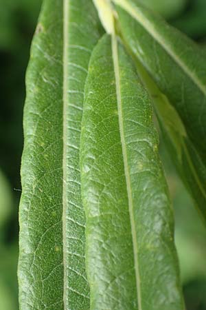 Salix elaeagnos \ Lavendel-Weide / Olive Willow, D G&uuml;nzburg 28.6.2016