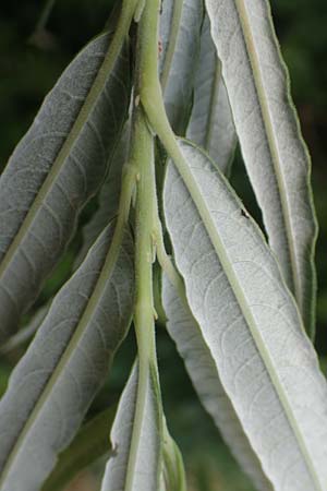 Salix elaeagnos \ Lavendel-Weide / Olive Willow, D G&uuml;nzburg 28.6.2016
