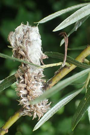 Salix elaeagnos \ Lavendel-Weide / Olive Willow, D G&uuml;nzburg 28.6.2016