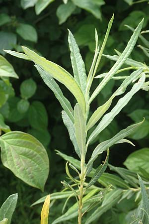 Salix elaeagnos \ Lavendel-Weide / Olive Willow, D G&uuml;nzburg 28.6.2016