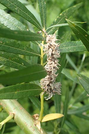 Salix elaeagnos \ Lavendel-Weide / Olive Willow, D G&uuml;nzburg 28.6.2016