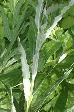 Salix elaeagnos \ Lavendel-Weide / Olive Willow, D G&uuml;nzburg 28.6.2016