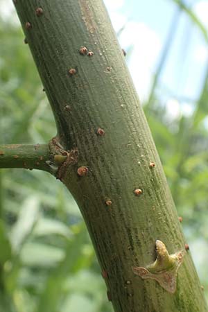Salix elaeagnos \ Lavendel-Weide / Olive Willow, D G&uuml;nzburg 28.6.2016