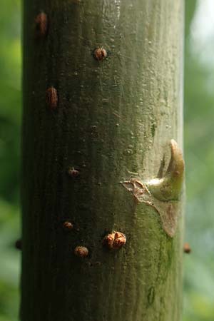 Salix elaeagnos \ Lavendel-Weide / Olive Willow, D G&uuml;nzburg 28.6.2016