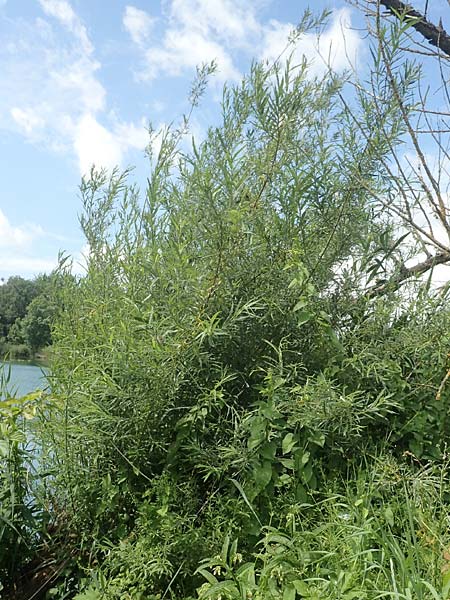 Salix elaeagnos \ Lavendel-Weide / Olive Willow, D G&uuml;nzburg 28.6.2016